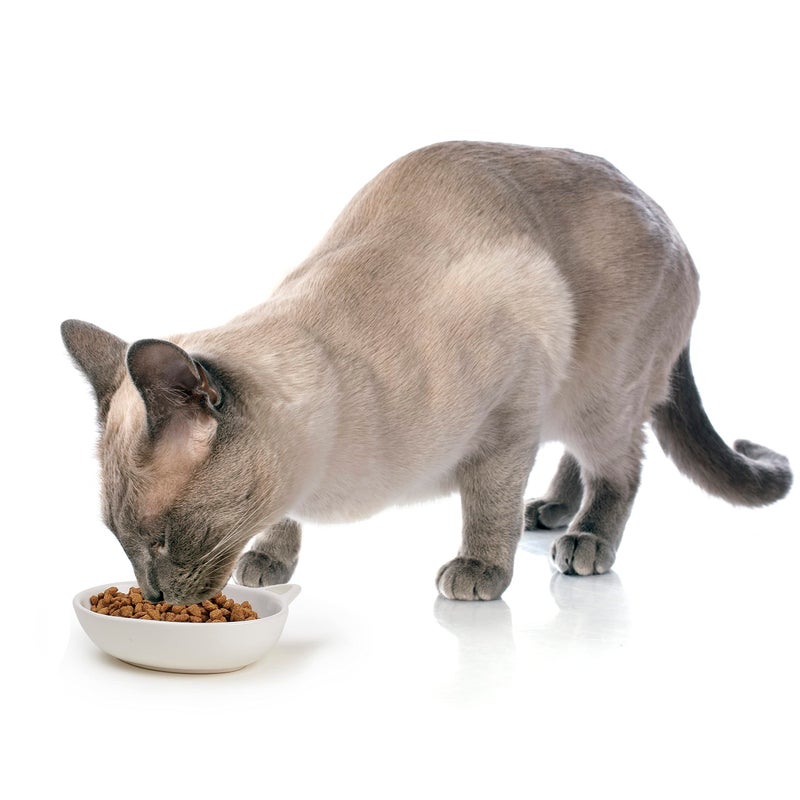 PetRageous 10012 Oval Frisky Kitty Stoneware Cat Bowl 5.5-Inch Wide and 1.5-Inch Tall Saucer with 5.3-Ounce Capacity and Dishwasher-Safe for Small Cats or Large Cats, White - Image 4